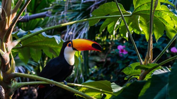 Food and beverage firms failing to act on deforestation, CDP finds