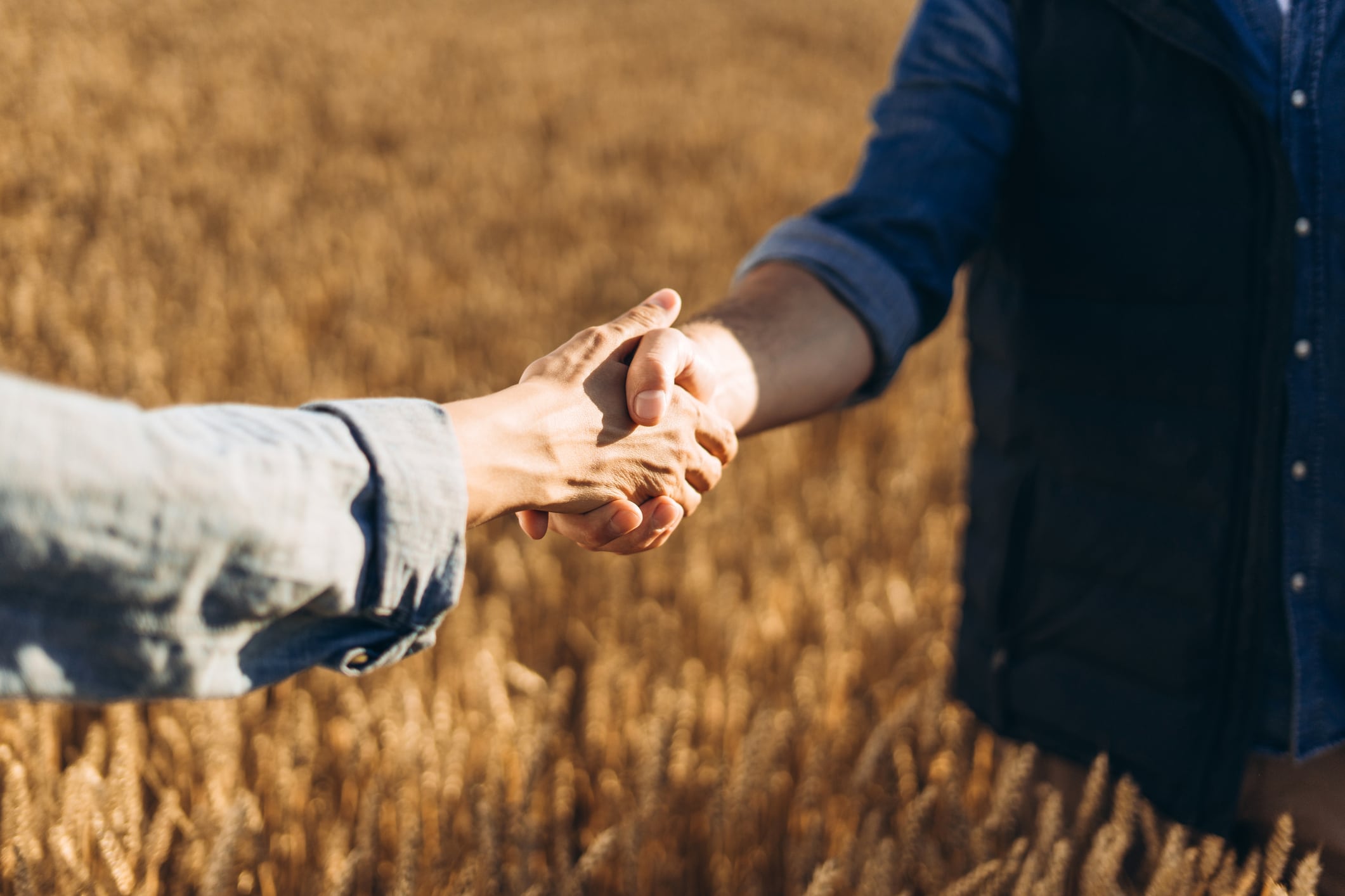 Two farmers shaking hands in a golden wheat field, representing partnership and agreement while highlighting the promise of a fruitful harvest and future success in agriculture
