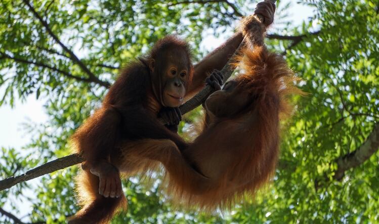 orangutan.jpg