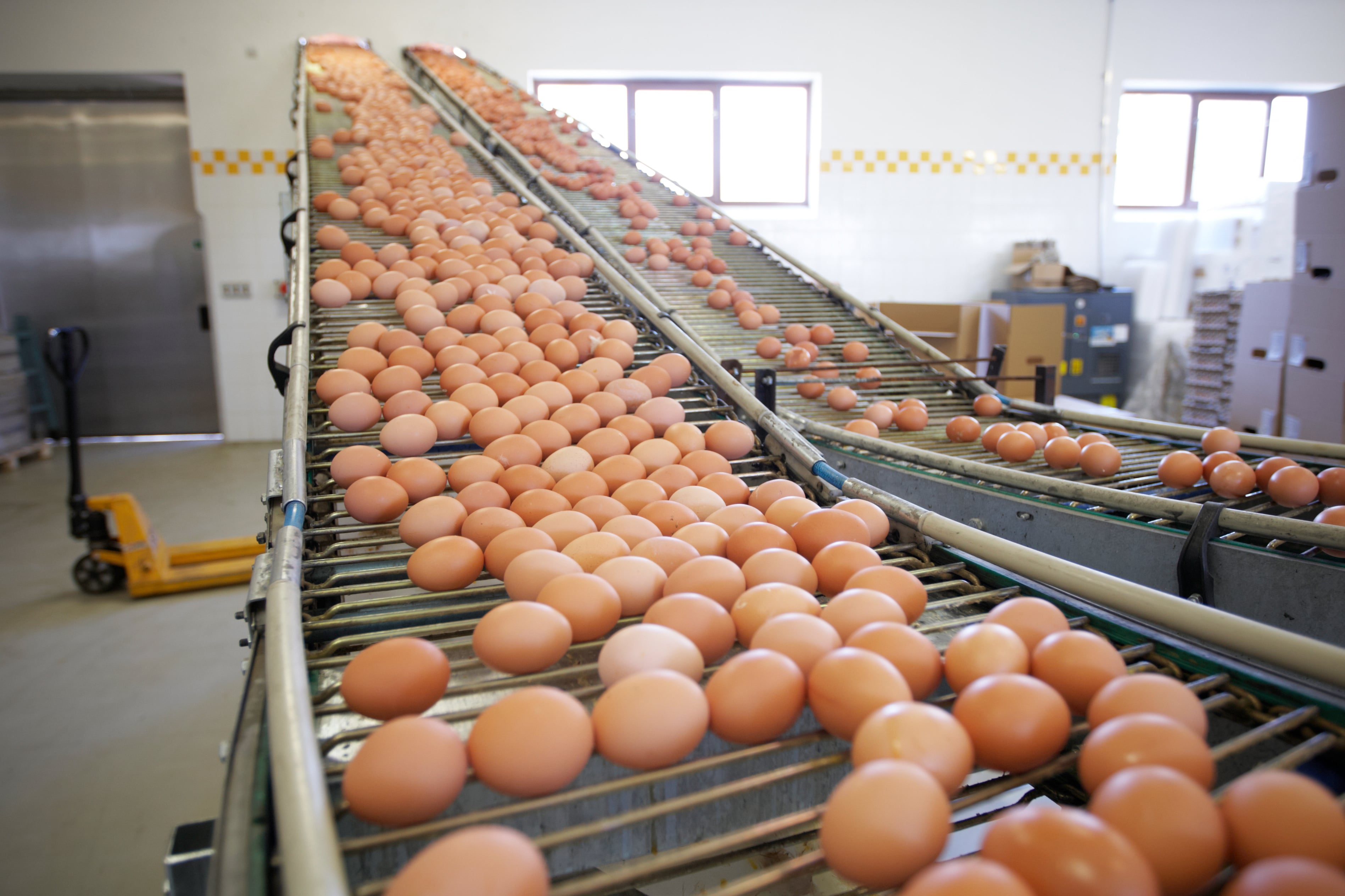 An egg conveyor belt.