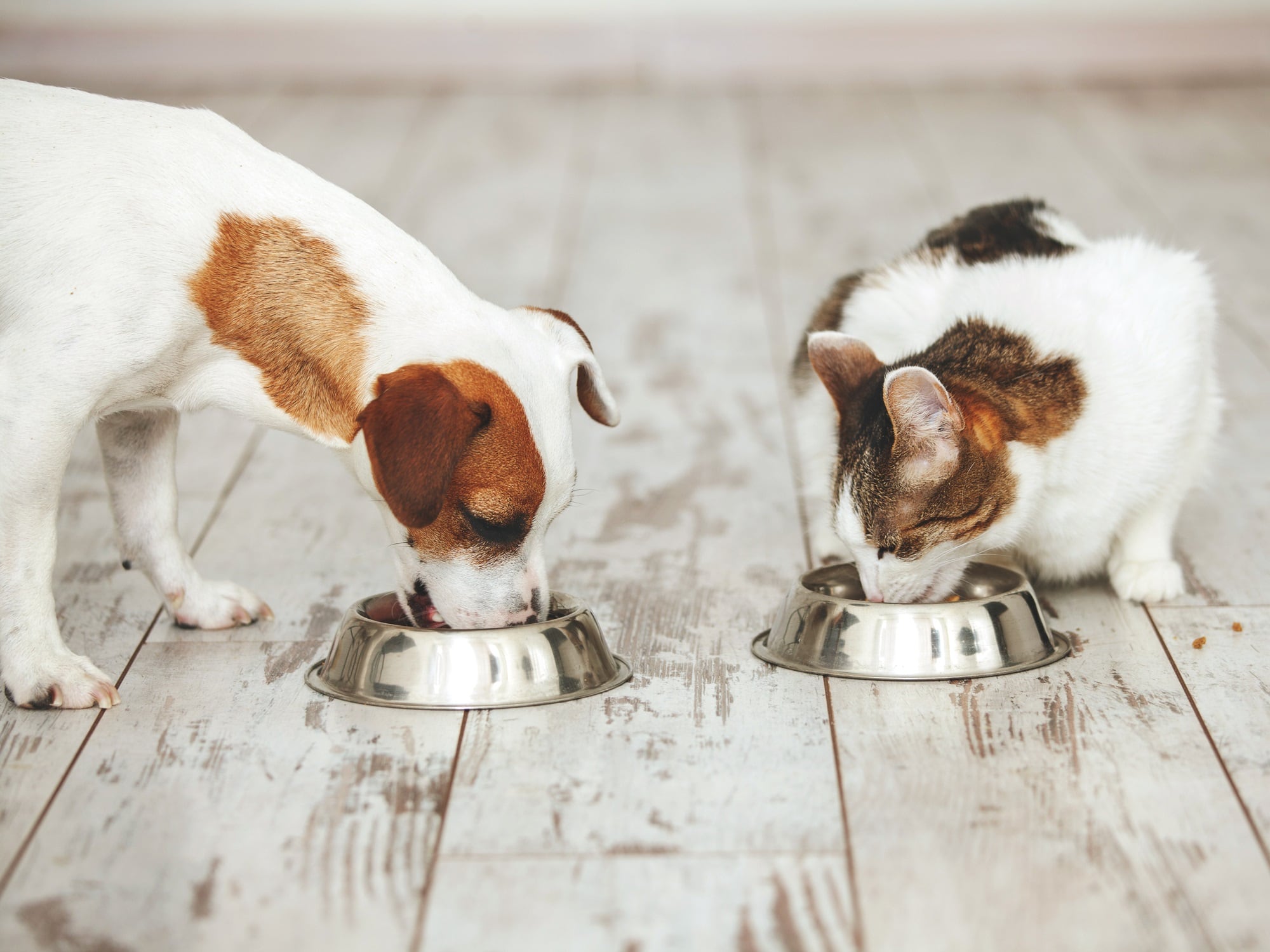 Pet food trends 2025