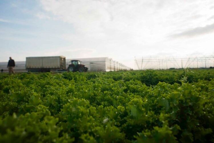 Florette owner expands UK operations