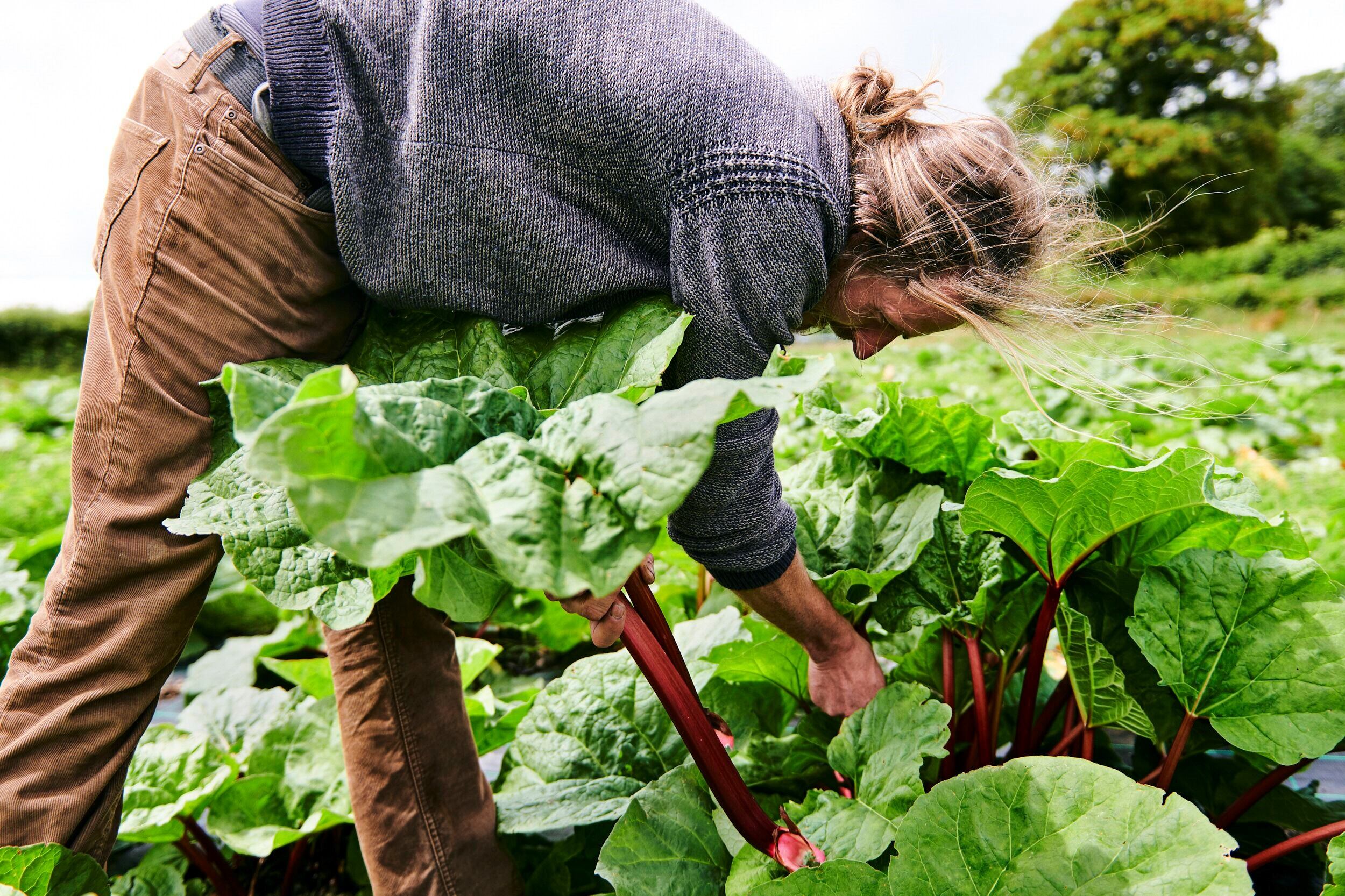 Farms-to-Feed-Us.jpg