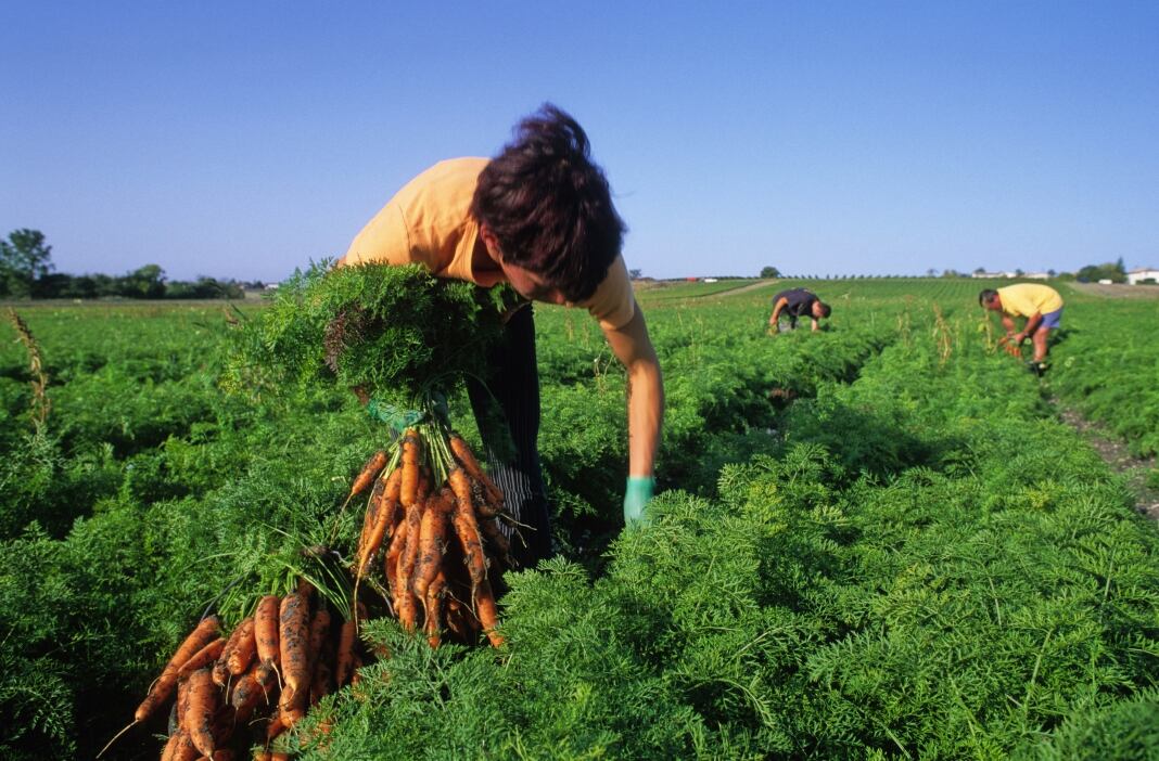 Fresh produce group criticises PM's migrant labour plans 