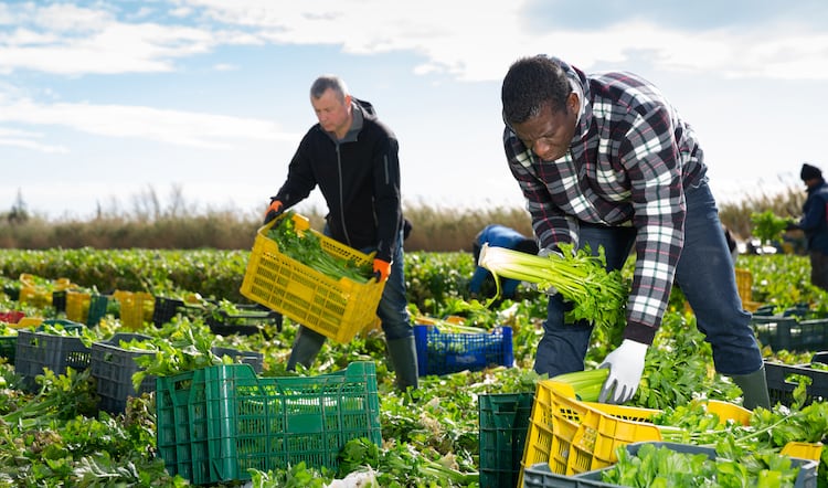 Labour shortages see £60m-worth of fruit and veg wasted