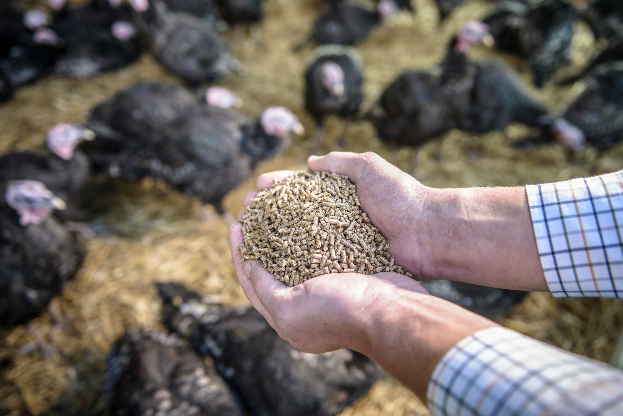 Poultry feed