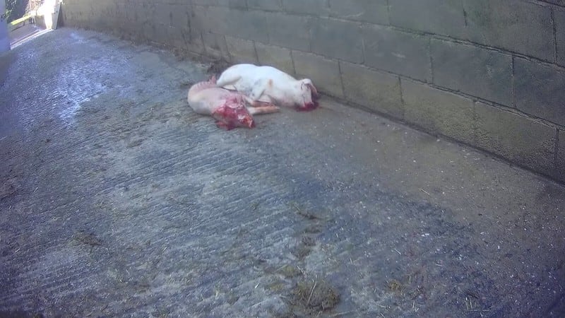 Cranswick subsidiary faces legal action over alleged animal cruelty
