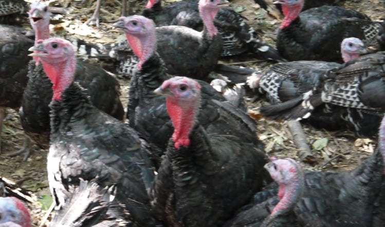Bird flu turkey cull ‘won’t cause Christmas shortage’