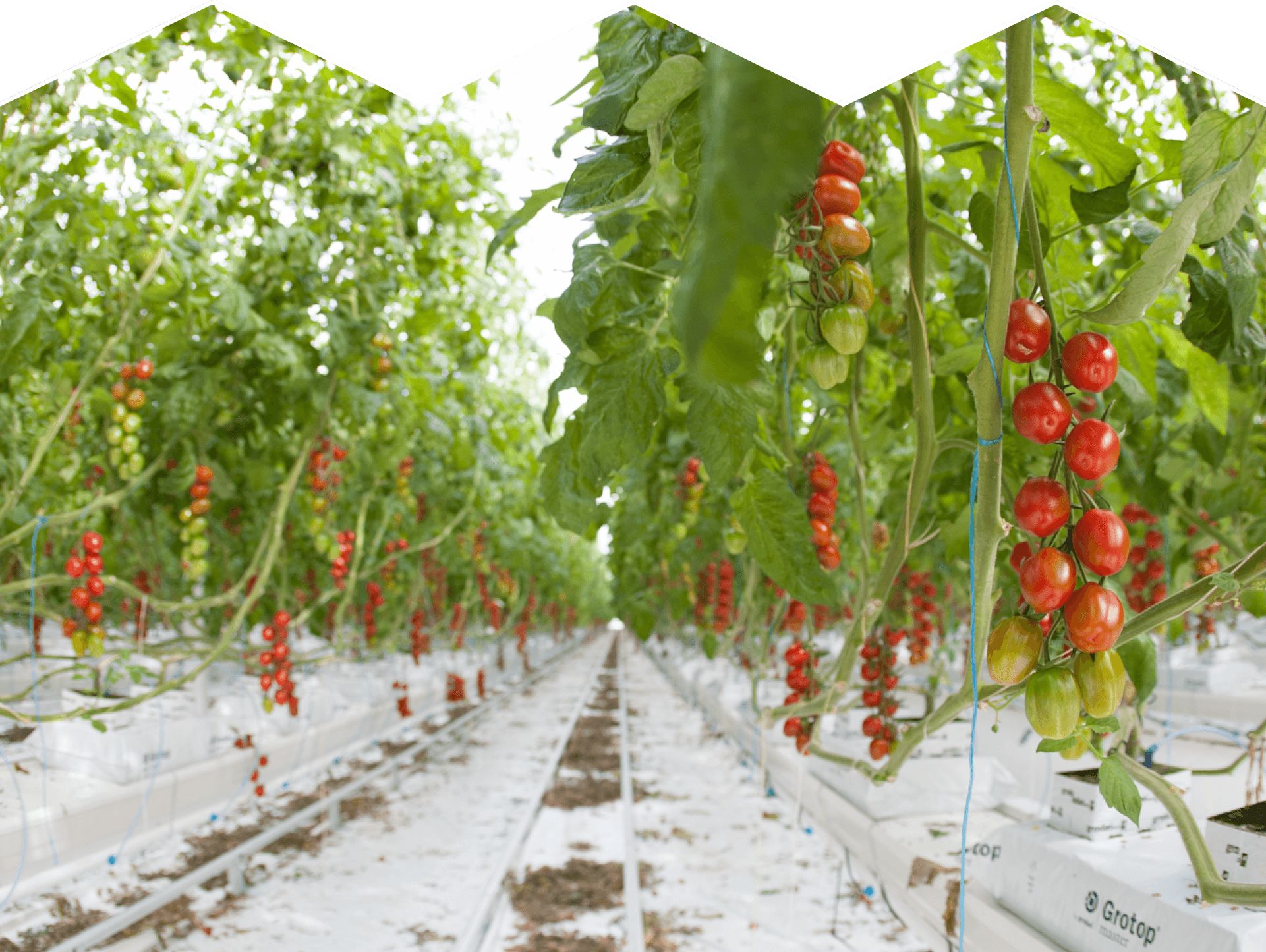 Fresh produce supplier reveals mixed performance