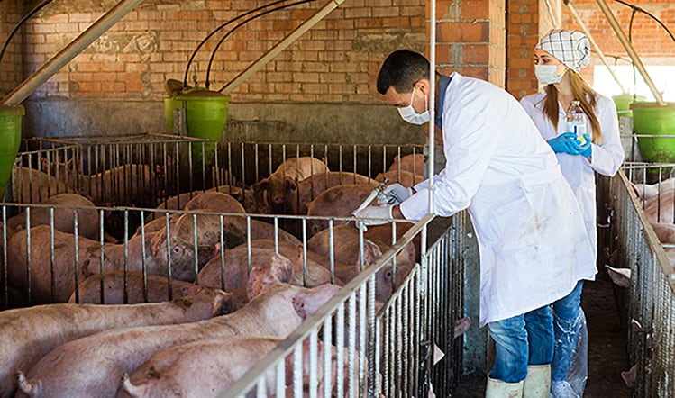 Official vet shortage will not impact supplies over Christmas: FSA