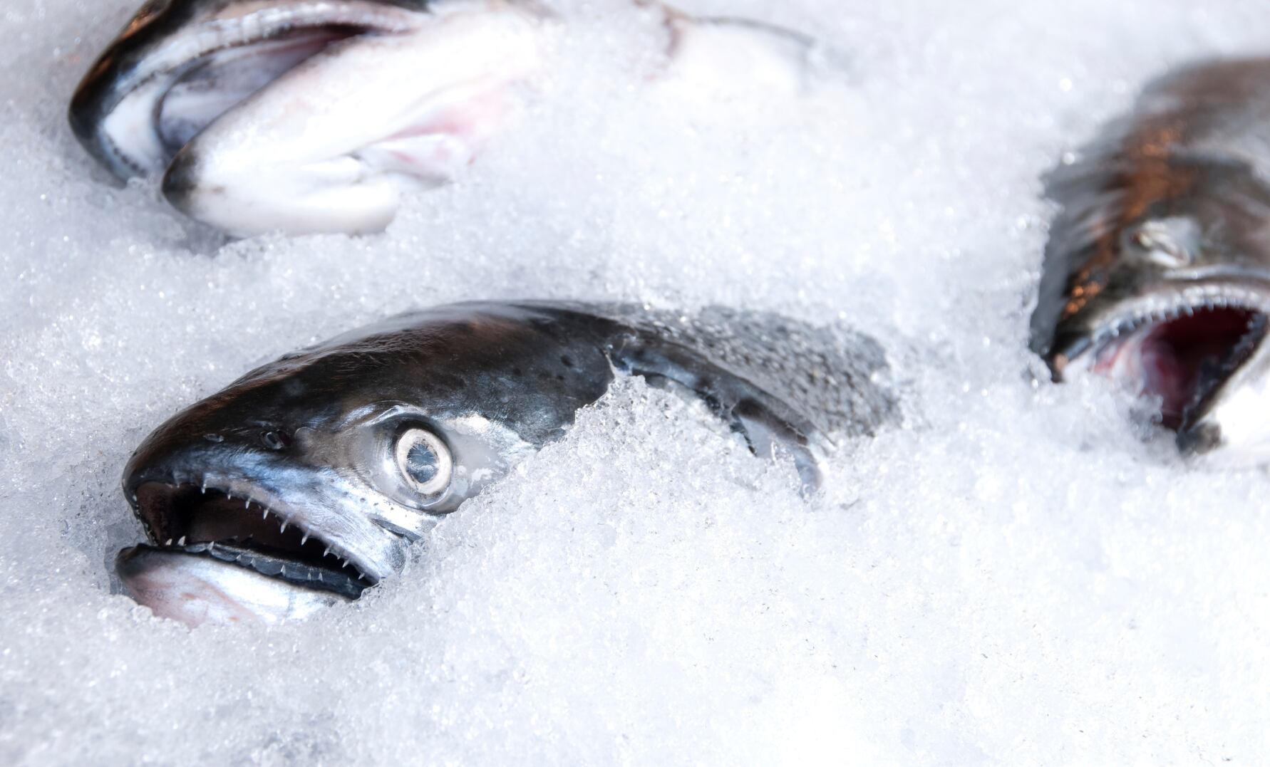 Scottish Salmon Co announces new CEO