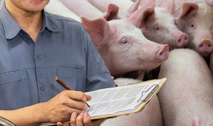 Government launches pig supply chain review 