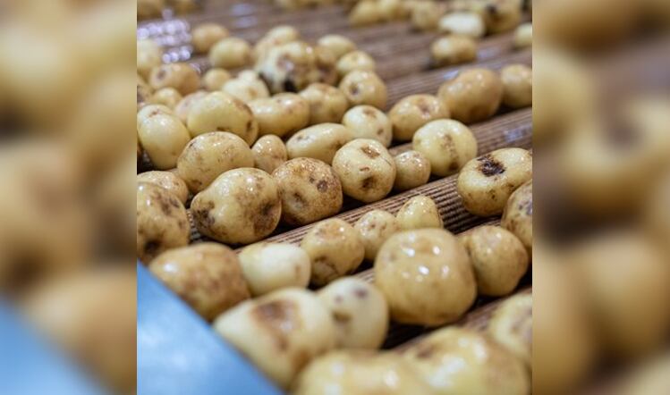 Walkers reveals plans for new potato washing facility 