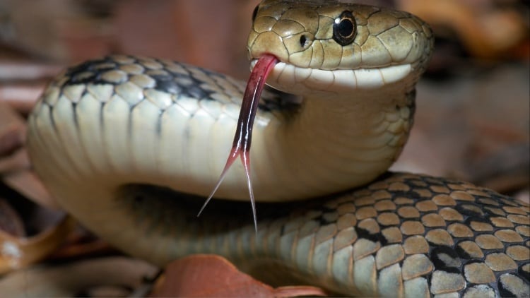 Eating snakes offers 'healthy and sustainable' protein source