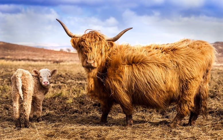 BSE case confirmed in Scotland 