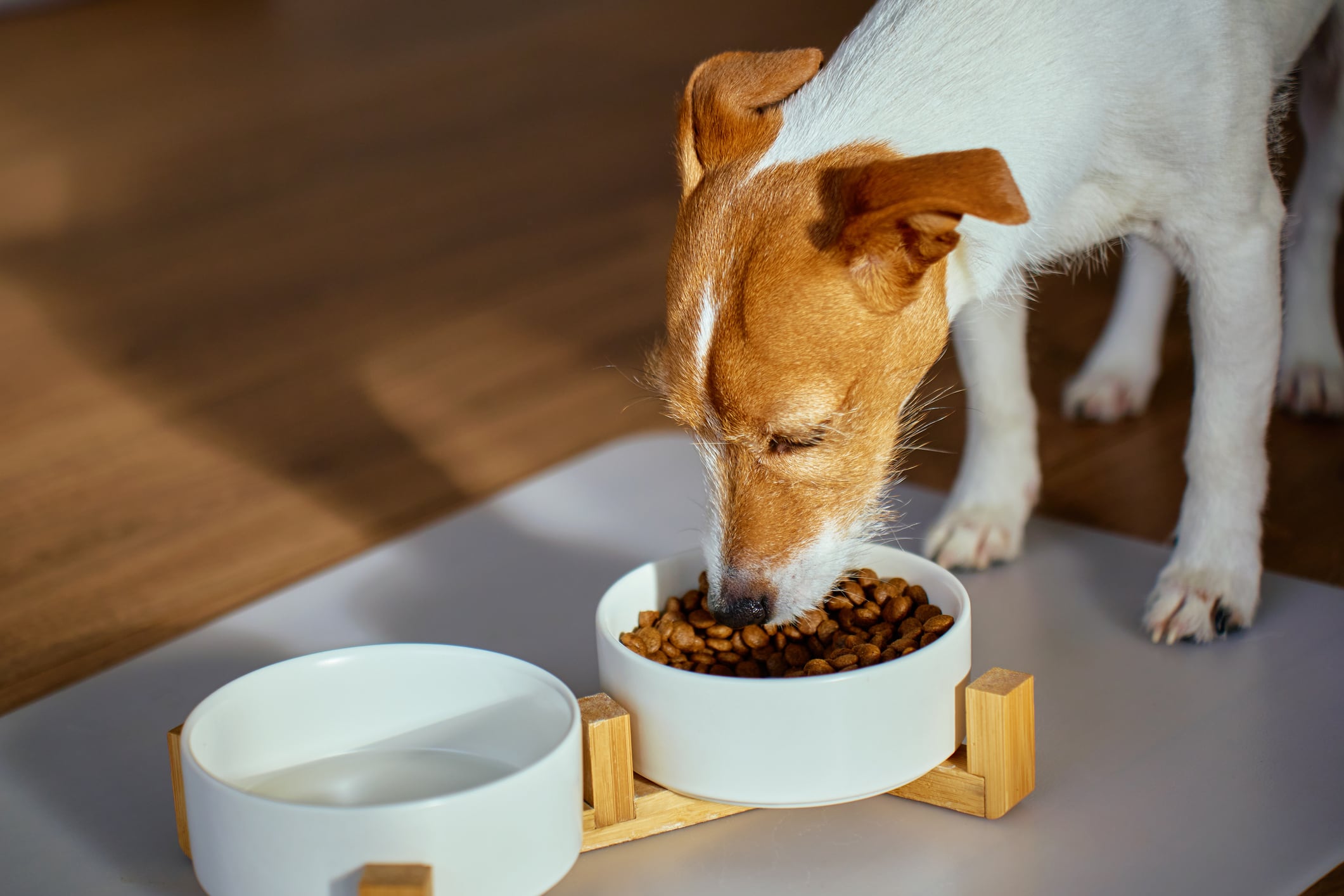 Dog eating