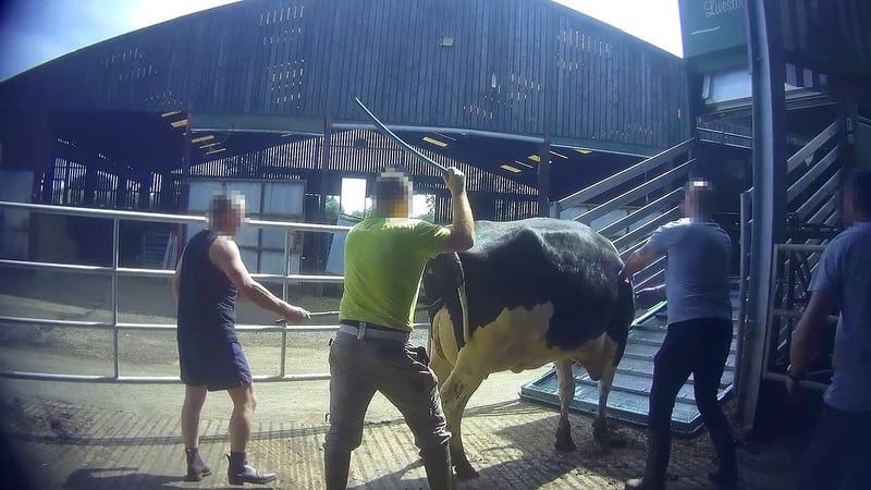 Arla suspends dairy supplier after footage of cows being hit with pipes released