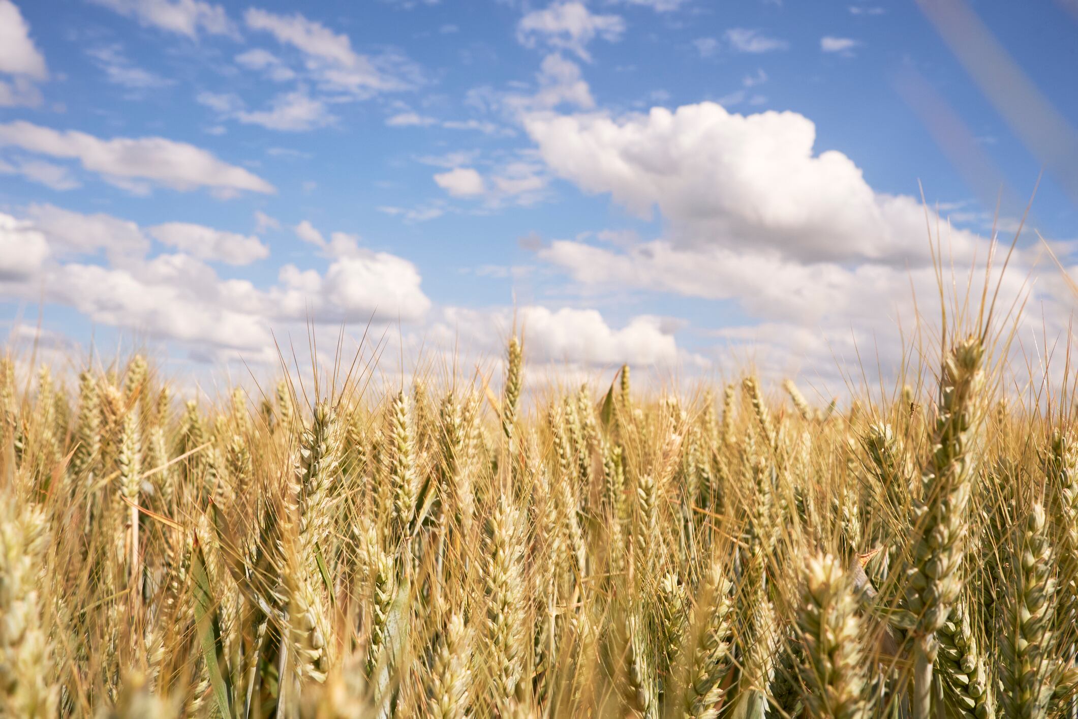 Early wheat planting ‘doesn’t match current spring wheat production’