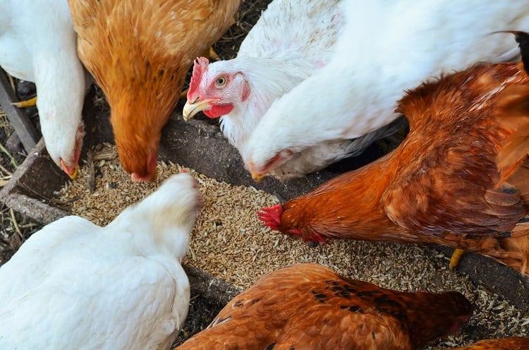 Biochar reduces campylobacter in chicken by 80%