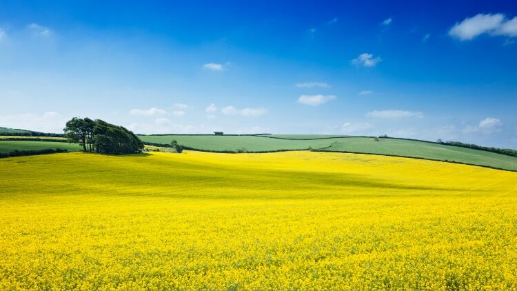 EU approves multi-billion dollar agribusiness merger