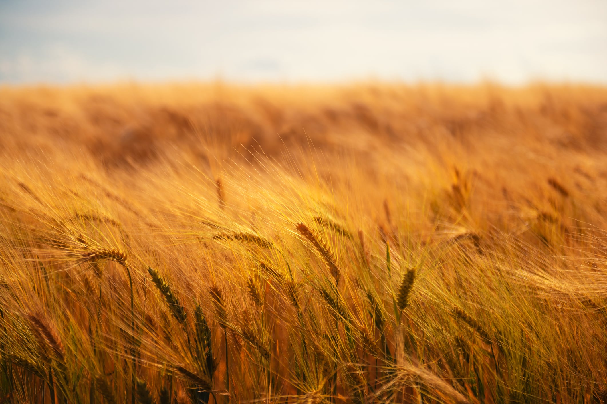 Britain can’t afford to lose control of its wheat