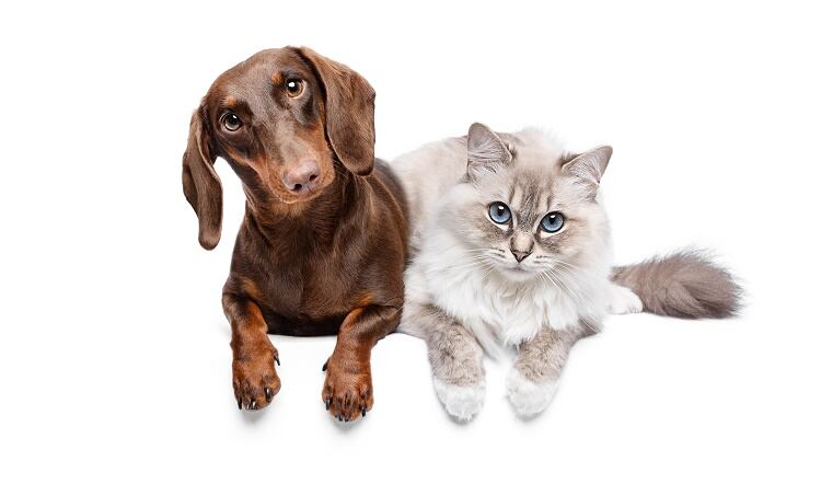 Pet-food-brand-launches-half-a-million-pound-ad-campaign.jpg