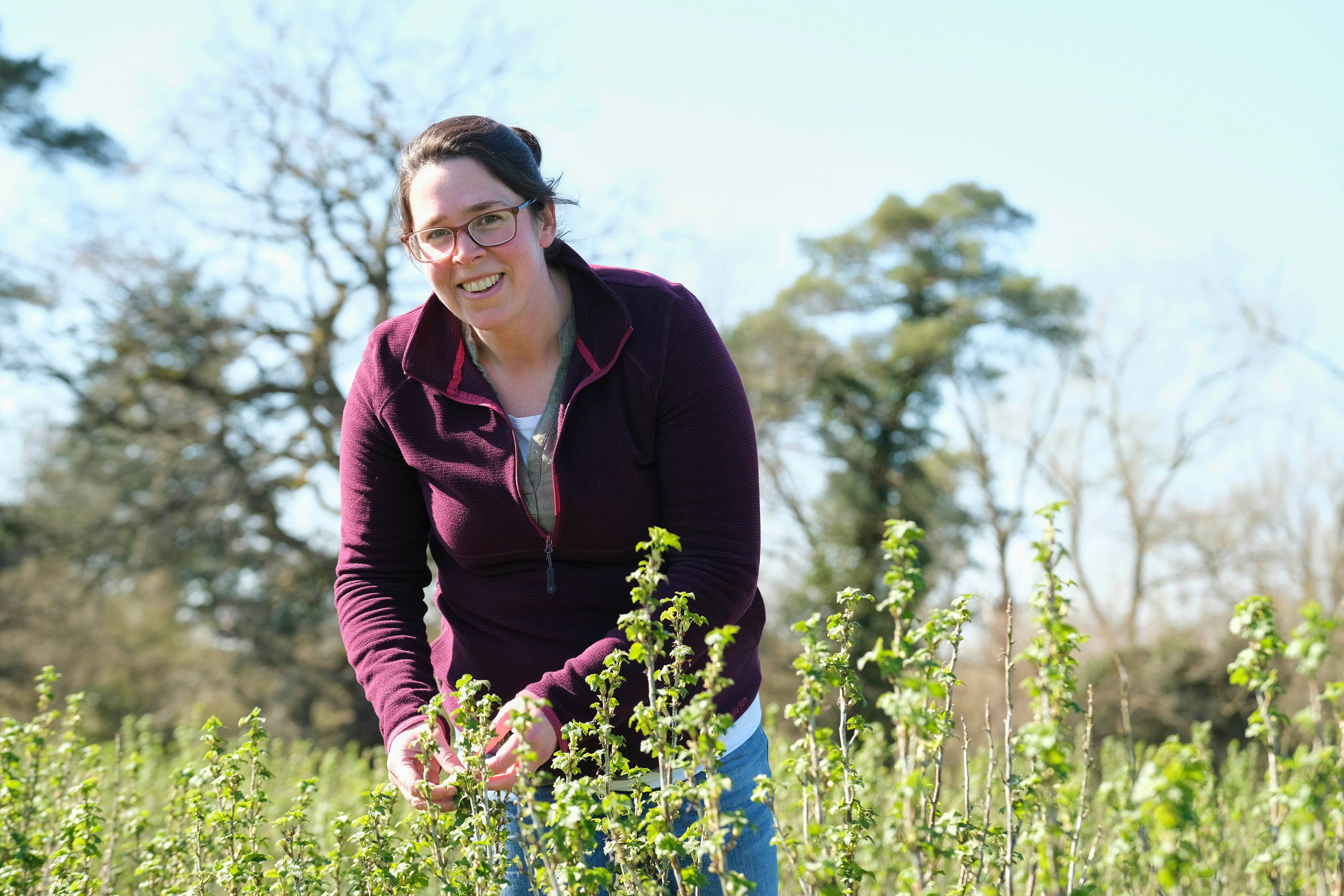Ribena owner investing close to £1M into berry resilience