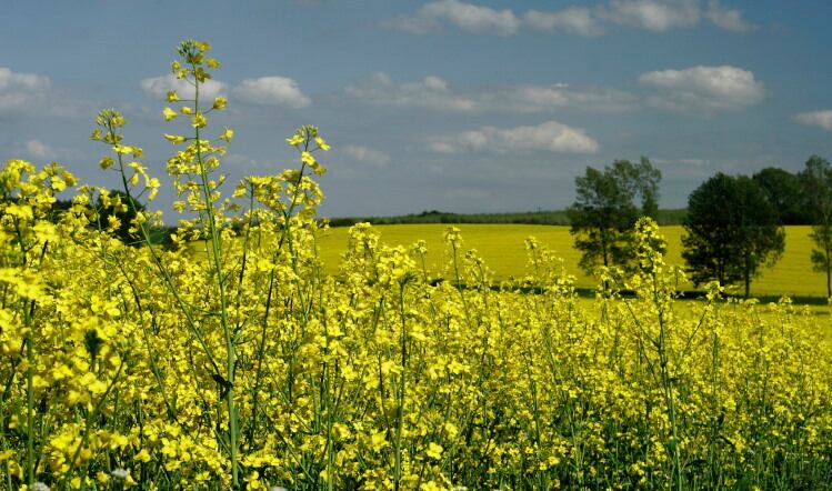 Cooking oil prices to remain high, but light at the end of the tunnel