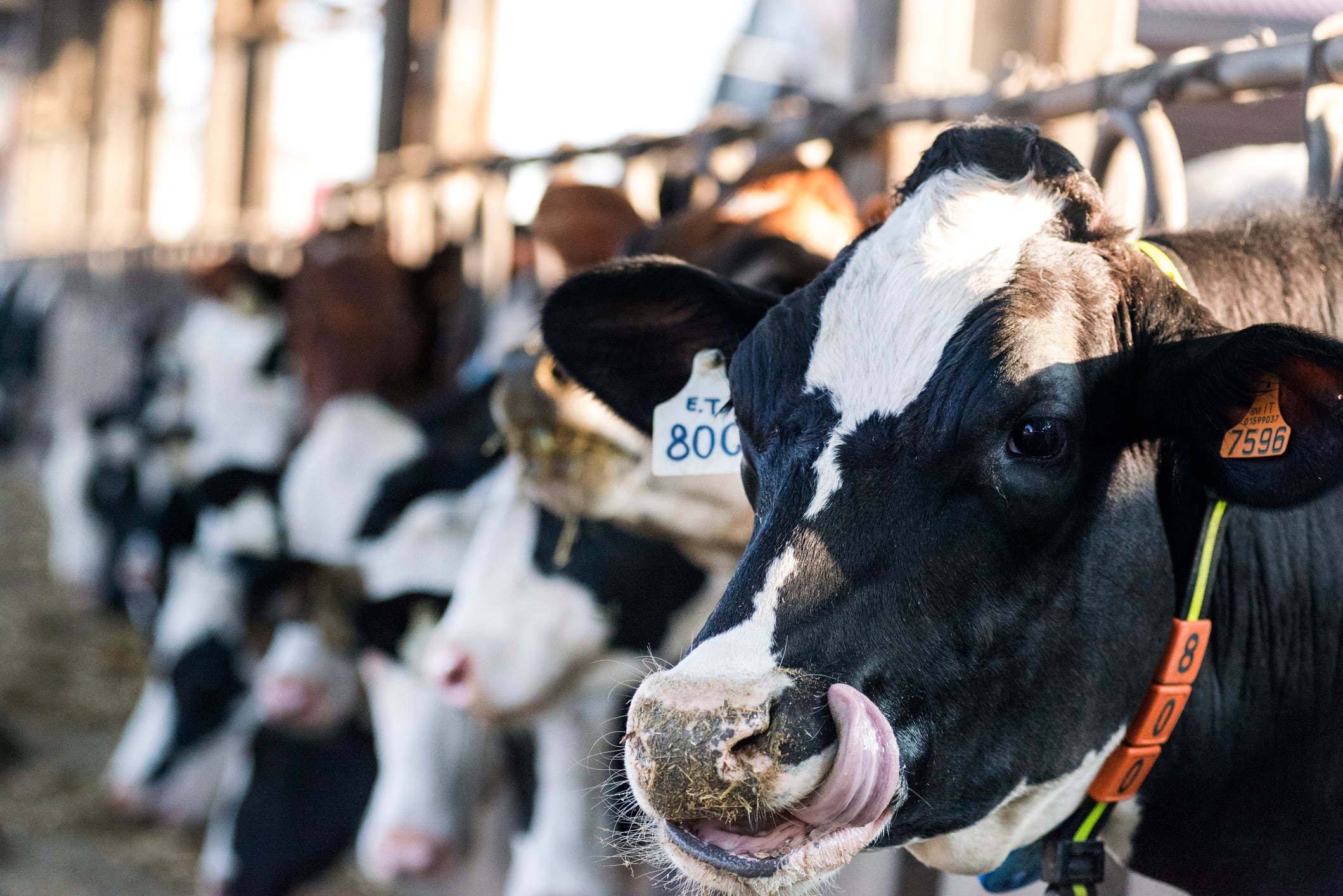 Arctic Coffee owner sees hit to revenue after tough year for dairy sector