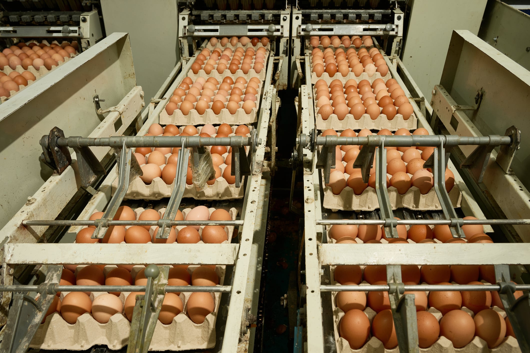 An egg farm production line