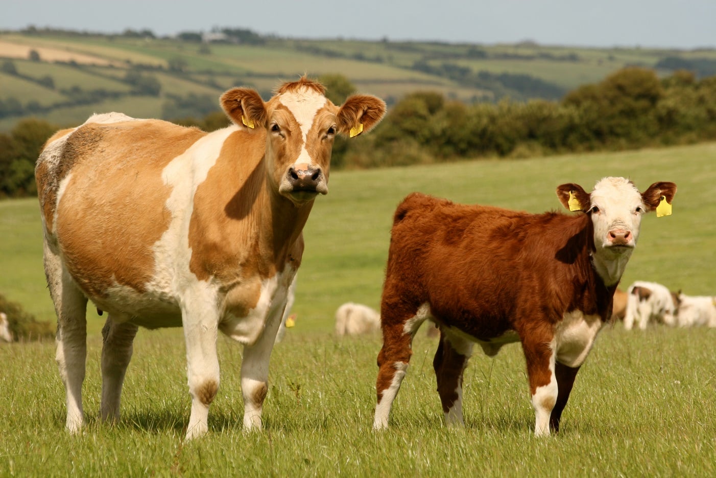 Dawn Meats & Dunbia harness new tech to boost product yield