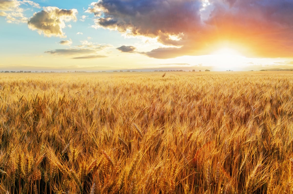 Land-cropped.jpg