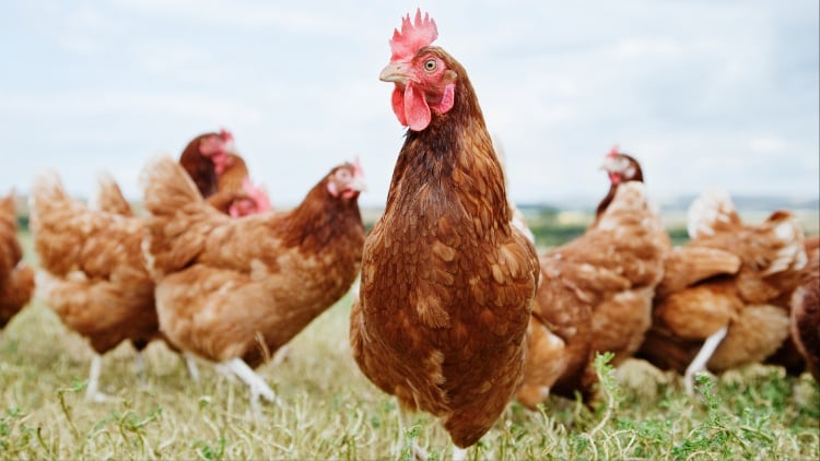 UK supermarkets causing ‘animal welfare crisis’ with selectively bred chickens