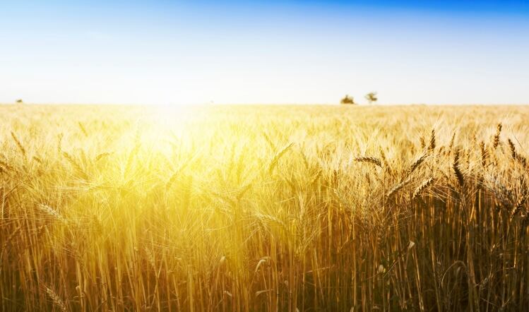 Can fibre help solve the nation’s obesity crisis?