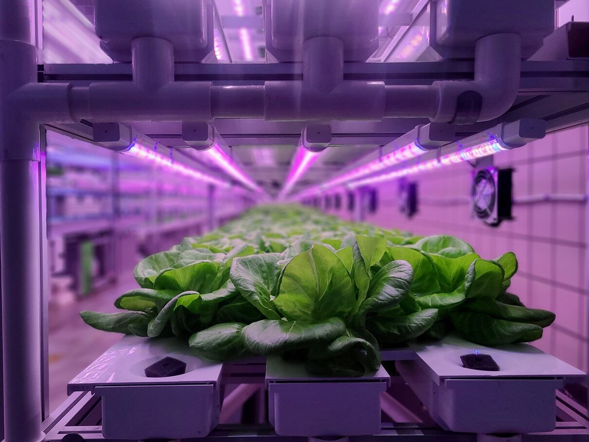GrowPura-crops-growing.jpg