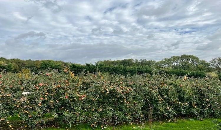 Puratos UK acquires fruit grower Fourayes 