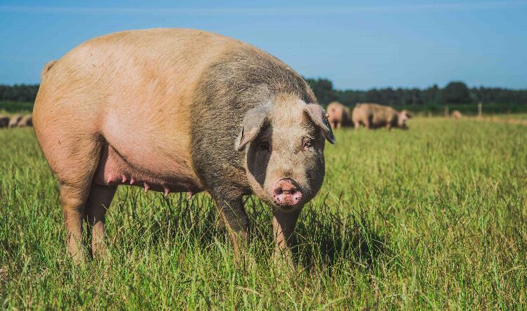 Cranswick tops animal welfare list