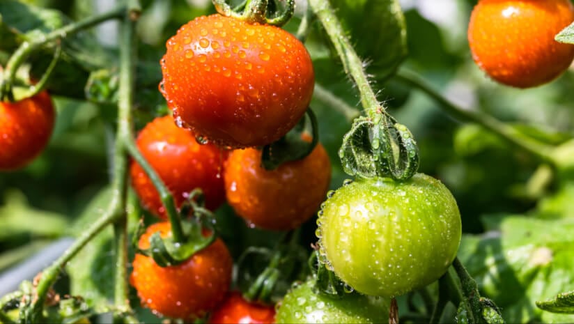 Are heavy metals an emerging risk in tomatoes and salad crops?