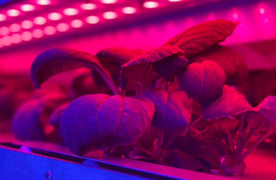 Emerging Science: fresh produce and light manipulation
