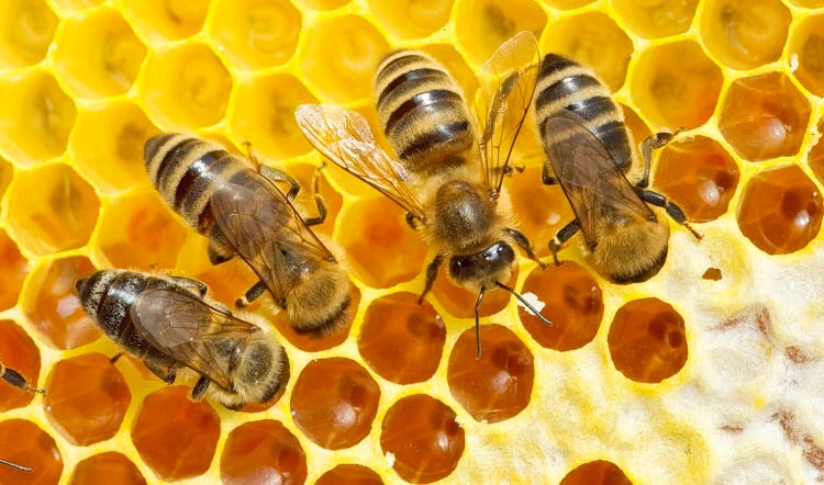 Detecting honey adulteration without opening the jar