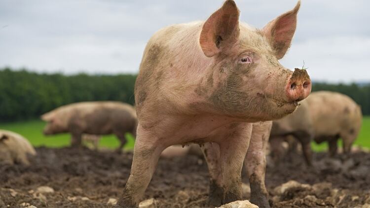 Vegan protesters arrested at Cranswick pork facility in Norfolk
