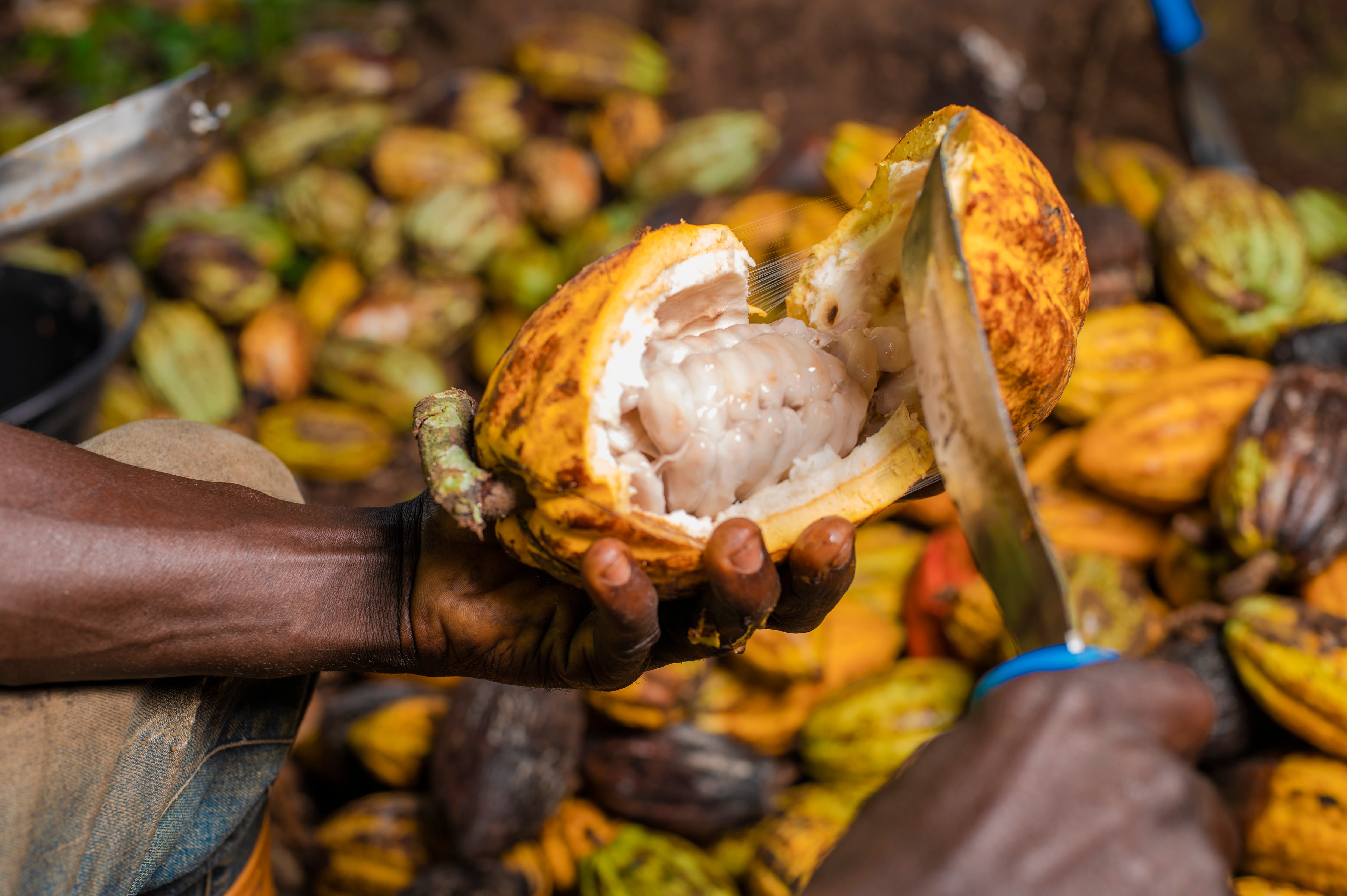 Tony’s Chocolonely: Cocoa price fall is ‘massive blow’