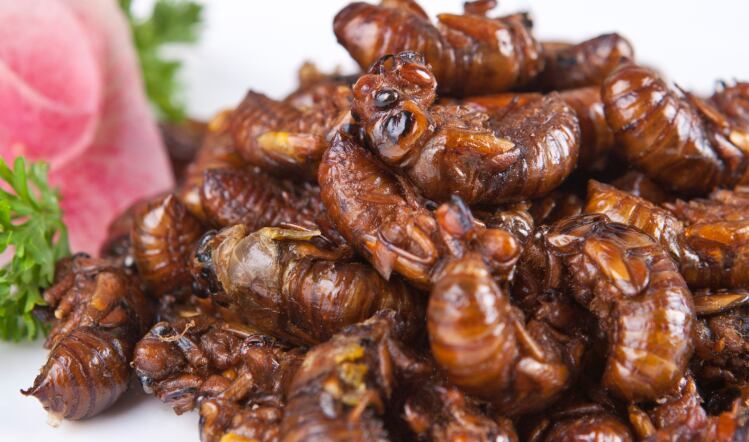 Home-grown insects: the end of meat?