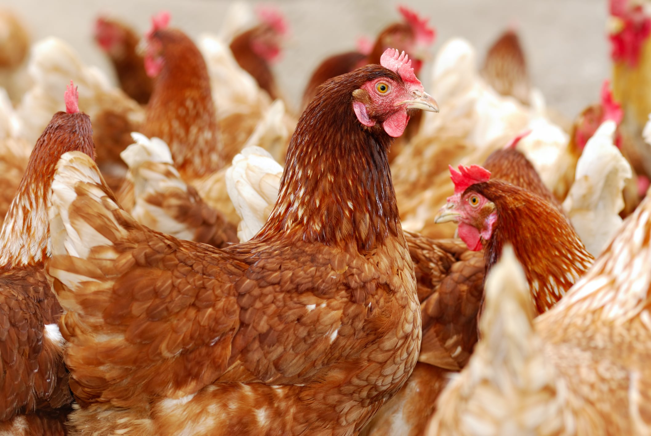 Global poultry trade slows as volatile conditions continue 