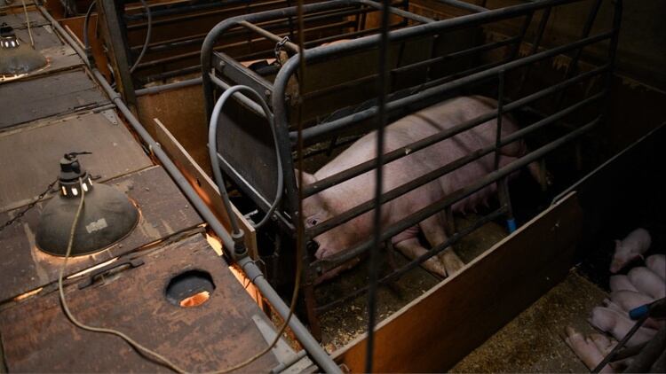 Calls to ban pig cages that cause ‘senseless suffering’