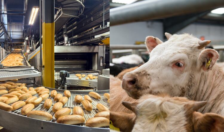 Cross party group calls food security to be heart of Labour’s industrial strategy