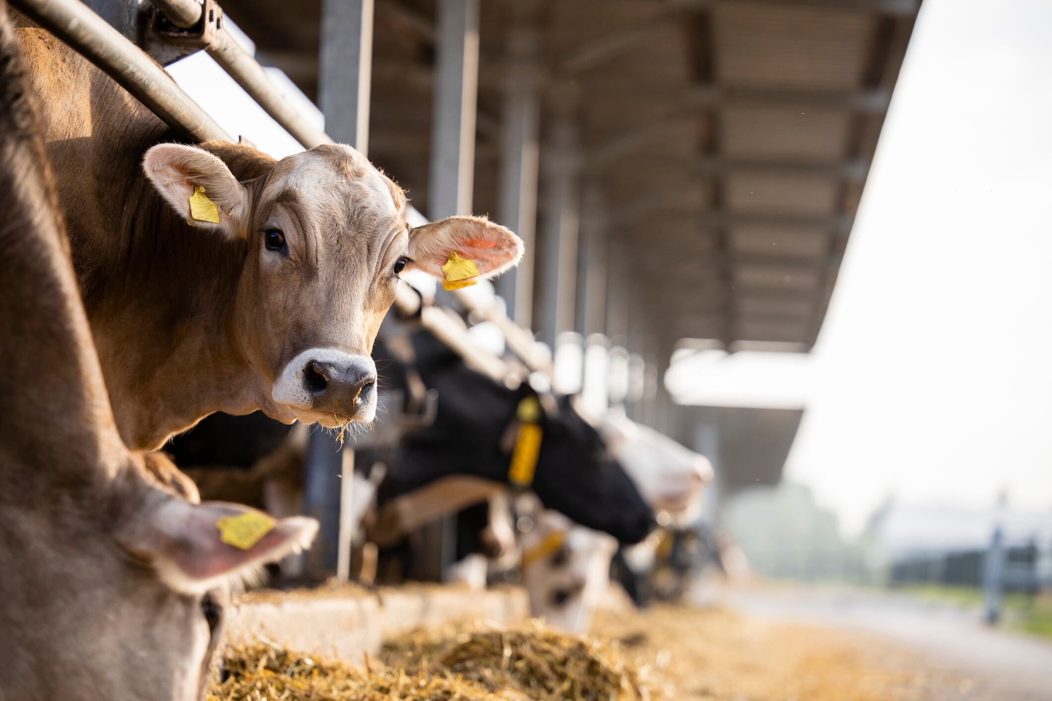 Cows being farmed