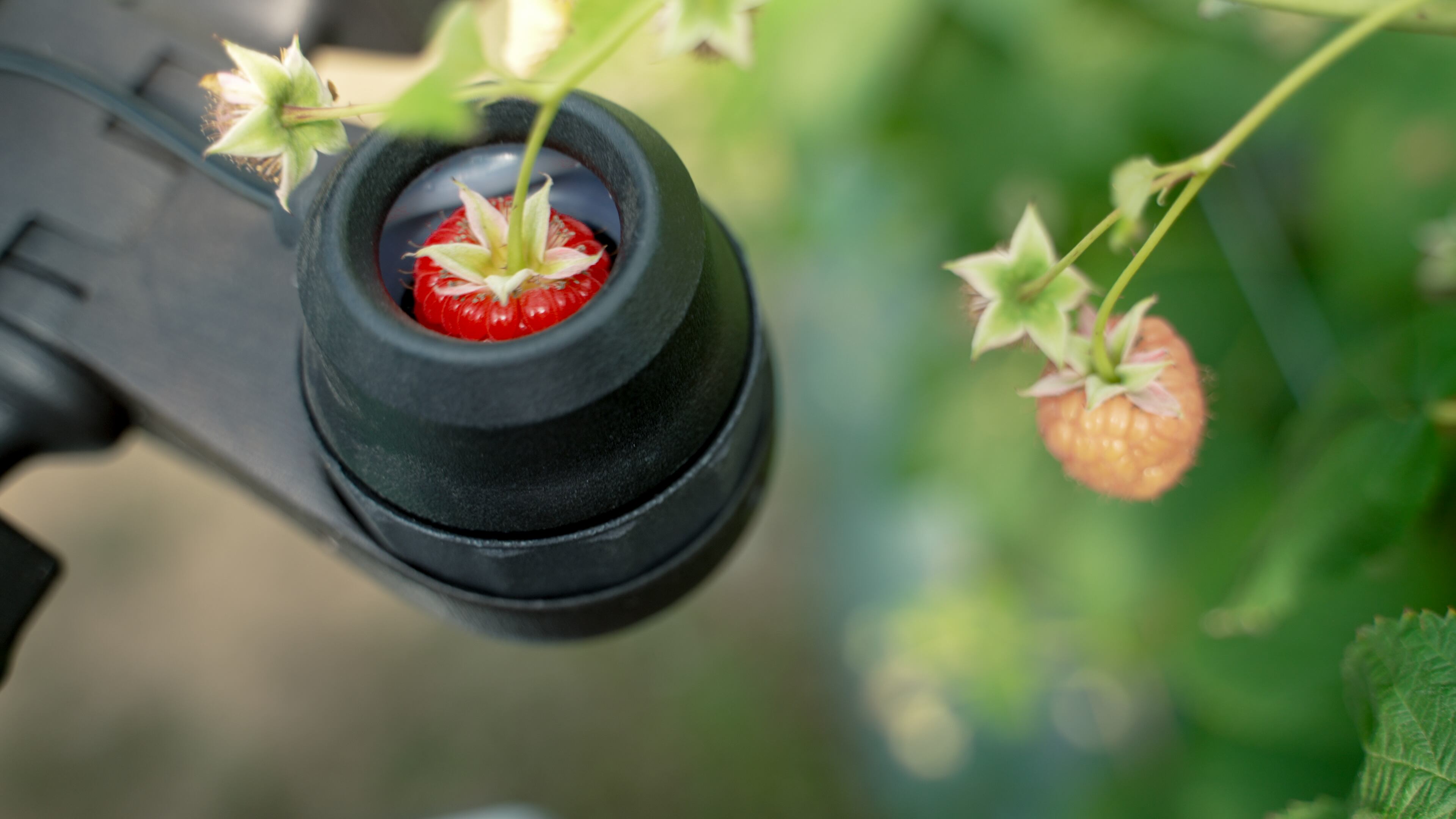 Strawberry in a robot picker