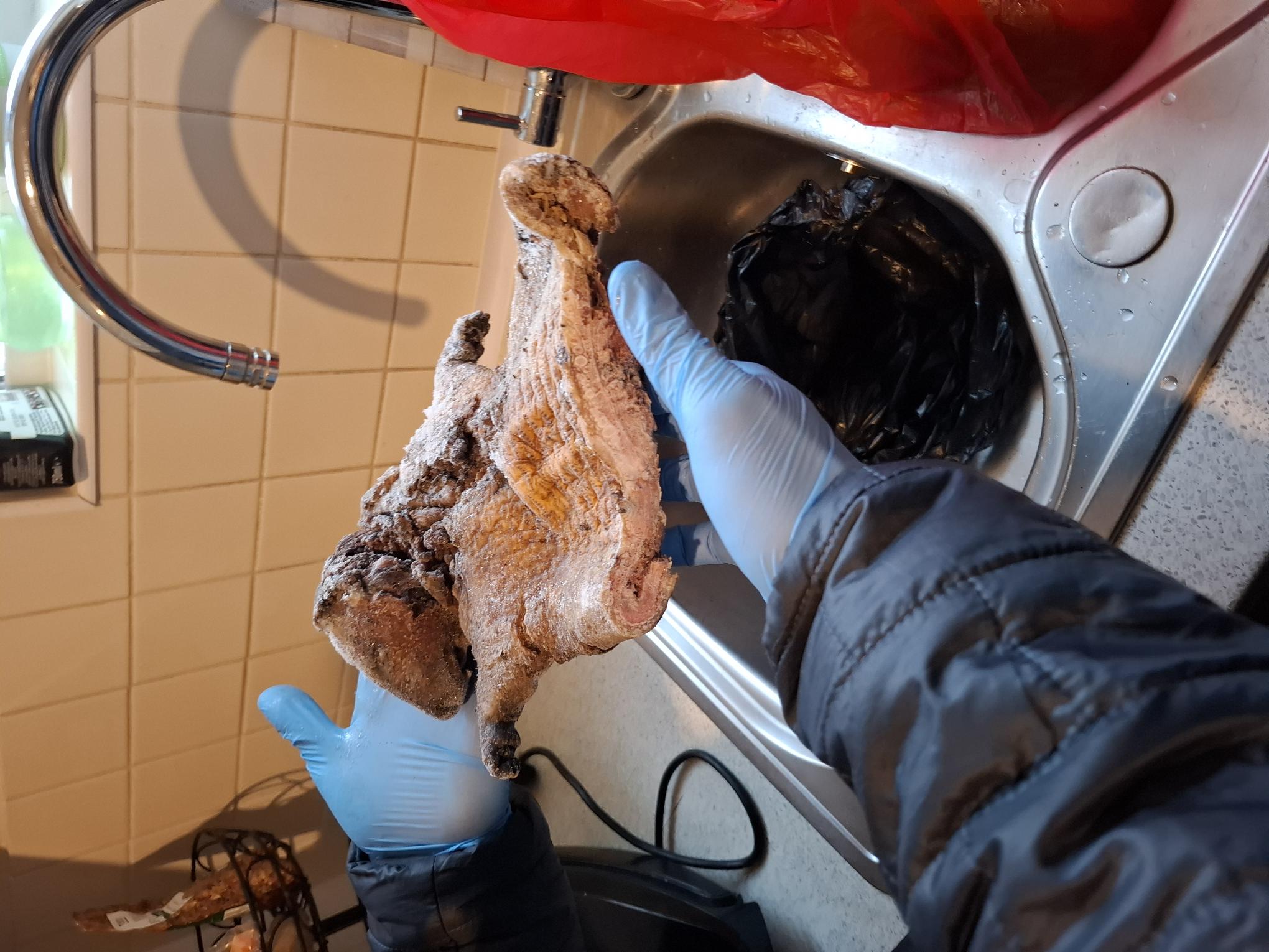 Cane rat in gloved hand.