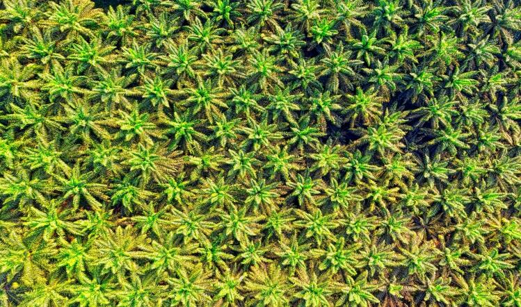 Sustainable sourcing: food producers seeing the bigger picture in 2021